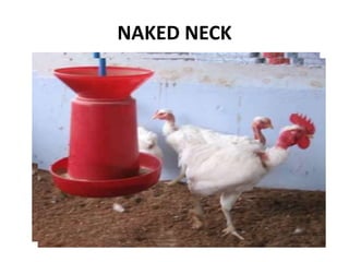 NAKED NECK
 
