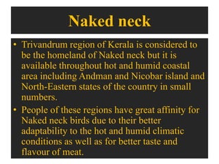 Naked neck
• Trivandrum region of Kerala is considered to
be the homeland of Naked neck but it is
available throughout hot and humid coastal
area including Andman and Nicobar island and
North-Eastern states of the country in small
numbers.
• People of these regions have great affinity for
Naked neck birds due to their better
adaptability to the hot and humid climatic
conditions as well as for better taste and
flavour of meat.
 
