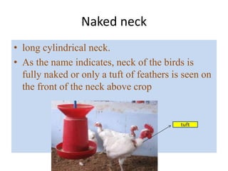 Naked neck
• long cylindrical neck.
• As the name indicates, neck of the birds is
fully naked or only a tuft of feathers is seen on
the front of the neck above crop
tuft
 