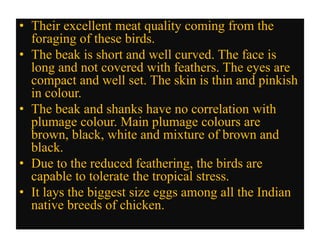 • Their excellent meat quality coming from the
foraging of these birds.
• The beak is short and well curved. The face is
long and not covered with feathers. The eyes are
compact and well set. The skin is thin and pinkish
in colour.
• The beak and shanks have no correlation with
plumage colour. Main plumage colours are
brown, black, white and mixture of brown and
black.
• Due to the reduced feathering, the birds are
capable to tolerate the tropical stress.
• It lays the biggest size eggs among all the Indian
native breeds of chicken.
 