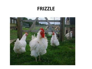 FRIZZLE
 
