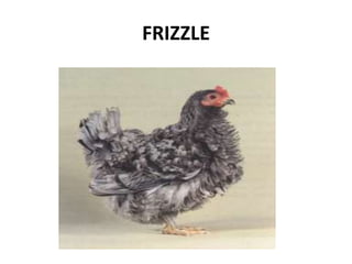 FRIZZLE
 