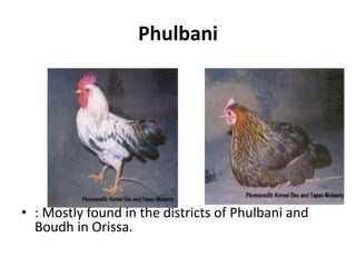 Phulbani
• : Mostly found in the districts of Phulbani and
Boudh in Orissa.
 