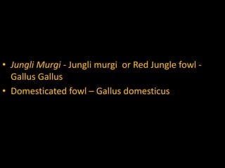 • Jungli Murgi - Jungli murgi or Red Jungle fowl -
Gallus Gallus
• Domesticated fowl – Gallus domesticus
 