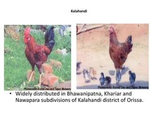 Kalahandi
• Widely distributed in Bhawanipatna, Khariar and
Nawapara subdivisions of Kalahandi district of Orissa.
 