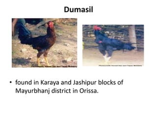 Dumasil
• found in Karaya and Jashipur blocks of
Mayurbhanj district in Orissa.
 
