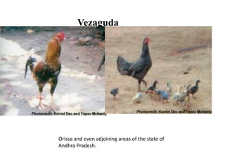 Vezaguda
Orissa and even adjoining areas of the state of
Andhra Pradesh.
 