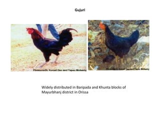 Gujuri
Widely distributed in Baripada and Khunta blocks of
Mayurbhanj district in Orissa
 