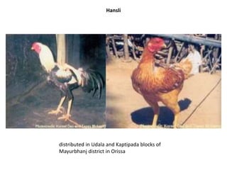 Hansli
distributed in Udala and Kaptipada blocks of
Mayurbhanj district in Orissa
 