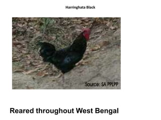 Harringhata Black
Reared throughout West Bengal
 