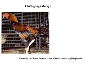 Chittagong (Malay)
Found in the North Eastern states of India bordering Bangladesh
 