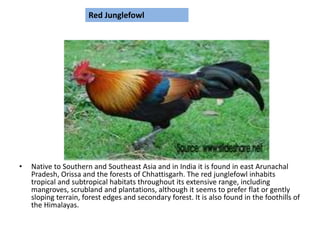 Red Junglefowl
• Native to Southern and Southeast Asia and in India it is found in east Arunachal
Pradesh, Orissa and the forests of Chhattisgarh. The red junglefowl inhabits
tropical and subtropical habitats throughout its extensive range, including
mangroves, scrubland and plantations, although it seems to prefer flat or gently
sloping terrain, forest edges and secondary forest. It is also found in the foothills of
the Himalayas.
 