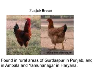 Punjab Brown
Found in rural areas of Gurdaspur in Punjab, and
in Ambala and Yamunanagar in Haryana.
 