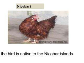 Nicobari
the bird is native to the Nicobar islands
 