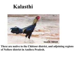 Kalasthi
These are native to the Chittoor district, and adjoining regions
of Nellore district in Andhra Pradesh.
 