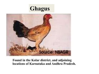 Ghagus
Found in the Kolar district, and adjoining
locations of Karnataka and Andhra Pradesh.
 