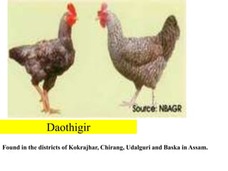 Daothigir
Found in the districts of Kokrajhar, Chirang, Udalguri and Baska in Assam.
 