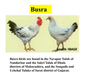 Busra
Busra birds are found in the Navapur Taluk of
Nandurbar and the Sakri Taluk of Dhule
districts of Maharashtra, and the Songadh and
Uchchal Taluks of Surat district of Gujarat.
 
