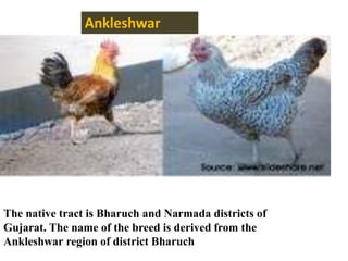 Ankleshwar
The native tract is Bharuch and Narmada districts of
Gujarat. The name of the breed is derived from the
Ankleshwar region of district Bharuch
 