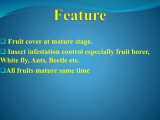  Fruit cover at mature stage.
 Insect infestation control especially fruit borer,
White fly, Ants, Beetle etc.
All fruits mature same time
 
