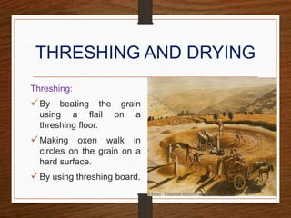 THRESHING AND DRYING
Threshing:
By beating the grain
using a flail on a
threshing floor.
Making oxen walk in
circles on the grain on a
hard surface.
By using threshing board.
 