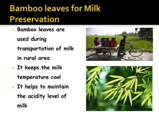  Bamboo leaves are
used during
transportation of milk
in rural area
 It keeps the milk
temperature cool
 It helps to maintain
the acidity level of
milk
 