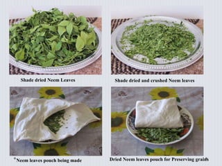 Shade dried Neem Leaves Shade dried and crushed Neem leaves
Neem leaves pouch being made Dried Neem leaves pouch for Preserving grains
 