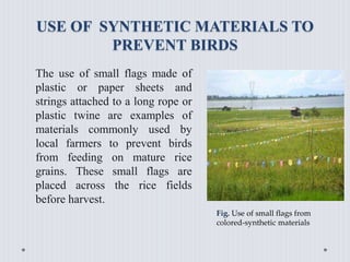 USE OF SYNTHETIC MATERIALS TO
PREVENT BIRDS
The use of small flags made of
plastic or paper sheets and
strings attached to a long rope or
plastic twine are examples of
materials commonly used by
local farmers to prevent birds
from feeding on mature rice
grains. These small flags are
placed across the rice fields
before harvest.
Fig. Use of small flags from
colored-synthetic materials
 
