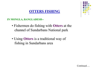 Continued….
OTTERS FISHING
IN MONGLA, BANGLADESH--
• Fishermen do fishing with Otters at the
channel of Sundarbans National park
• Using Otters is a traditional way of
fishing in Sundarbans area
 