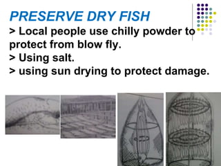 PRESERVE DRY FISH
> Local people use chilly powder to
protect from blow fly.
> Using salt.
> using sun drying to protect damage.
 