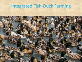 Integrated Fish-Duck Farming
 