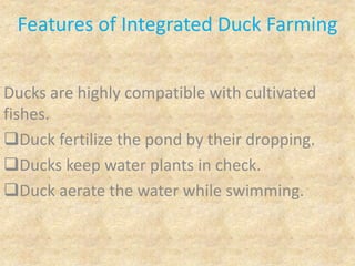 Features of Integrated Duck Farming
Ducks are highly compatible with cultivated
fishes.
Duck fertilize the pond by their dropping.
Ducks keep water plants in check.
Duck aerate the water while swimming.
 
