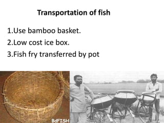 Transportation of fish
1.Use bamboo basket.
2.Low cost ice box.
3.Fish fry transferred by pot
 