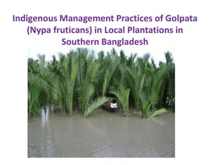 Indigenous Management Practices of Golpata
(Nypa fruticans) in Local Plantations in
Southern Bangladesh
 