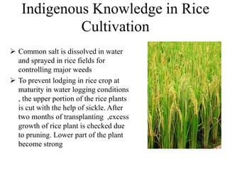 Indigenous Knowledge in Rice
Cultivation
 Common salt is dissolved in water
and sprayed in rice fields for
controlling major weeds
 To prevent lodging in rice crop at
maturity in water logging conditions
, the upper portion of the rice plants
is cut with the help of sickle. After
two months of transplanting ,excess
growth of rice plant is checked due
to pruning. Lower part of the plant
become strong
 