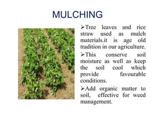 MULCHING
Tree leaves and rice
straw used as mulch
materials.it is age old
tradition in our agriculture.
This conserve soil
moisture as well as keep
the soil cool which
provide favourable
conditions.
Add organic matter to
soil, effective for weed
management.
 