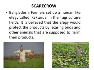 SCARECROW
• Bangladeshi Farmers set up a human like
efegy called 'Kaktarua' in their agriculture
fields. It is believed that the efegy would
protect the products by scaring birds and
other animals that are supposed to harm
their products.
 