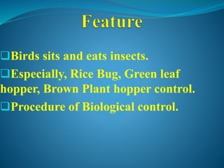 Birds sits and eats insects.
Especially, Rice Bug, Green leaf
hopper, Brown Plant hopper control.
Procedure of Biological control.
 