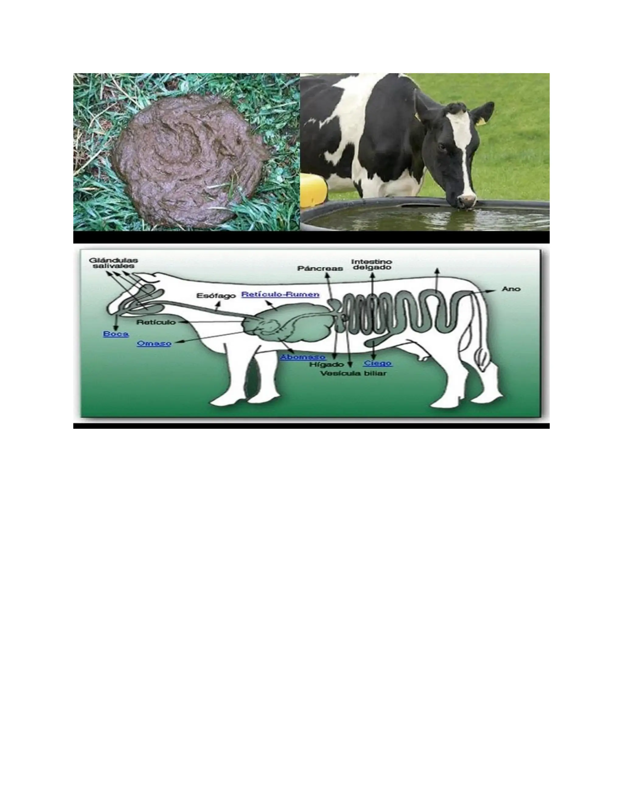 INDIGENOUS NATIVE INDIANS ASIANS COLONIZATION CONQUEST AND THE MAJORITY.pdf