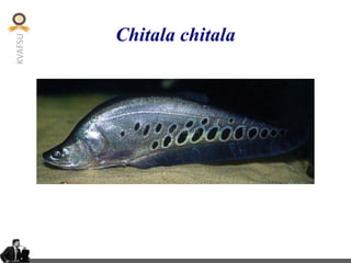 Indigenous ornamental fishes | PDF
