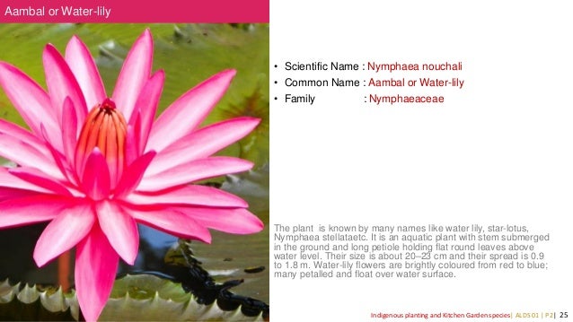 Indigenous Plant Species Of Kerala