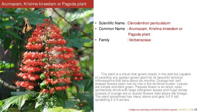 Indigenous Plant Species Of Kerala