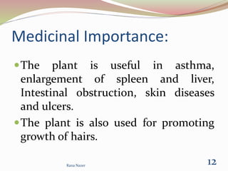 Medicinal Importance:
The plant is useful in asthma,
enlargement of spleen and liver,
Intestinal obstruction, skin diseases
and ulcers.
The plant is also used for promoting
growth of hairs.
Rana Nazer
12
 