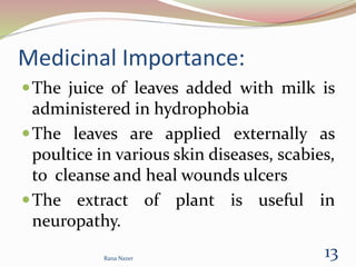 Medicinal Importance:
The juice of leaves added with milk is
administered in hydrophobia
The leaves are applied externally as
poultice in various skin diseases, scabies,
to cleanse and heal wounds ulcers
The extract of plant is useful in
neuropathy.
Rana Nazer
13
 