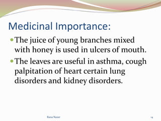Medicinal Importance:
The juice of young branches mixed
with honey is used in ulcers of mouth.
The leaves are useful in asthma, cough
palpitation of heart certain lung
disorders and kidney disorders.
Rana Nazer 14
 