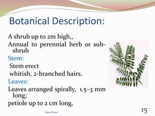 Botanical Description:
A shrub up to 2m high,,
Annual to perennial herb or sub-
shrub
Stem:
Stem erect
whitish, 2-branched hairs.
Leaves:
Leaves arranged spirally, 1.5–3 mm
long;
petiole up to 2 cm long,
15Rana Nazer
 