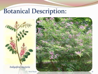 Rana Nazer 16
Botanical Description:
Indigofera tinctoria
 