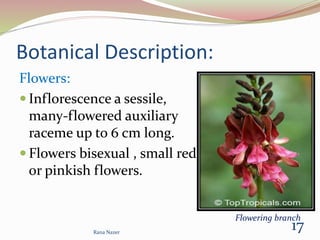 Botanical Description:
Flowers:
 Inflorescence a sessile,
many-flowered auxiliary
raceme up to 6 cm long.
 Flowers bisexual , small red
or pinkish flowers.
Rana Nazer
17
Flowering branch
 