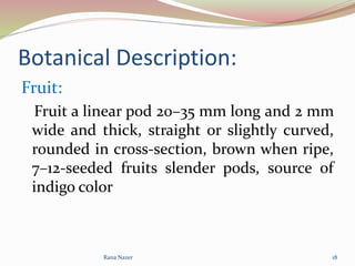 Botanical Description:
Fruit:
Fruit a linear pod 20–35 mm long and 2 mm
wide and thick, straight or slightly curved,
rounded in cross-section, brown when ripe,
7–12-seeded fruits slender pods, source of
indigo color
Rana Nazer 18
 