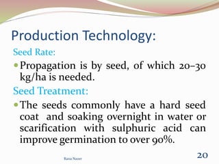 Production Technology:
Seed Rate:
Propagation is by seed, of which 20–30
kg/ha is needed.
Seed Treatment:
The seeds commonly have a hard seed
coat and soaking overnight in water or
scarification with sulphuric acid can
improve germination to over 90%.
Rana Nazer
20
 